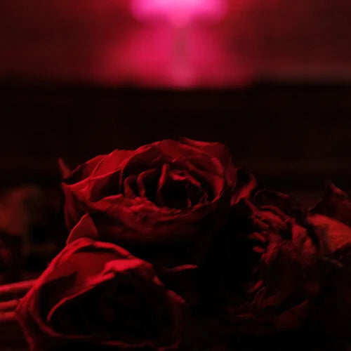 The Paper Kites - Roses { vinyl }