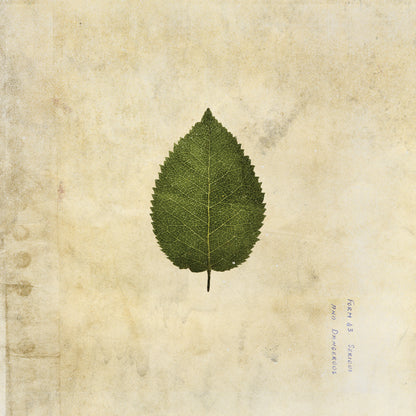 The Cold Still: Limited Green Swirl Vinyl LP { vinyl }