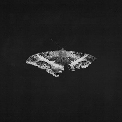 LAMAR,KENDRICK - TO PIMP A BUTTERFLY Vinyl LP { vinyl }